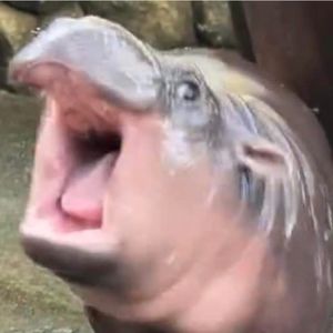 Meet your Posher, Molly